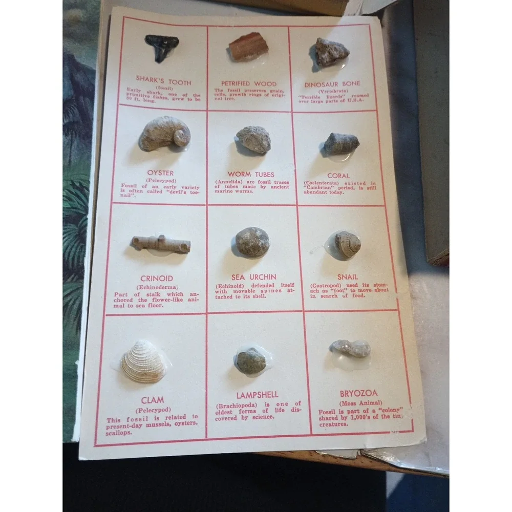 Vintage Nature Programa‎ Prehistoric Life Flowering Trees and Shrubs Collectible - Picture 7 of 16